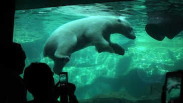 visitors look as a polar bear (ursus maritimus) swimming underwater at schonbrunn zoo