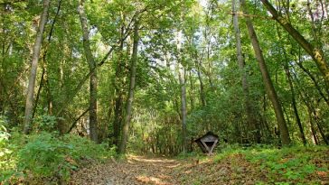 Wandern auf beblättertem Waldweg im Wienerwald