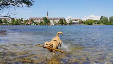 Hund im Wasser bei alter Donau, Donaupark in Floridsdorf