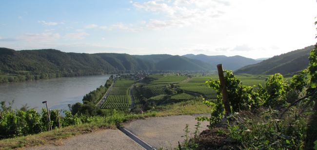 Unterwegs auf einem Weg mit Blick auf die Weingärten und die Donau