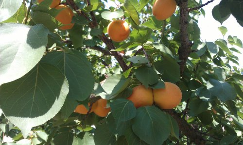 reife Früchte auf dem Marillenbaum