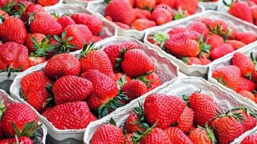 Erdbeeren in Kartontassen.