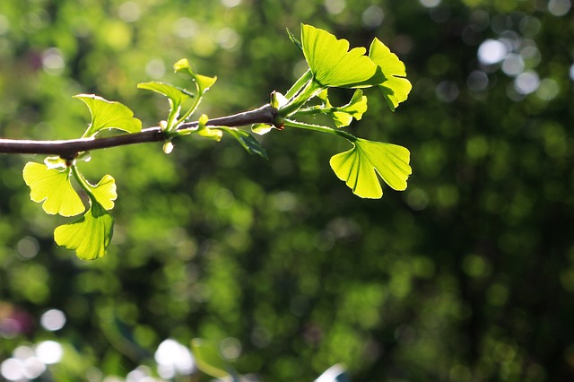 Die Blätter des Gingko-Baums, zu sehen im Botanischen Garten