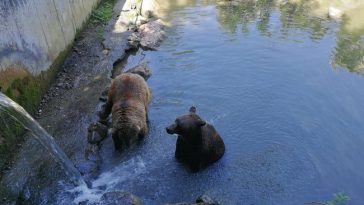 Zwei badende Bären im Tierpark
